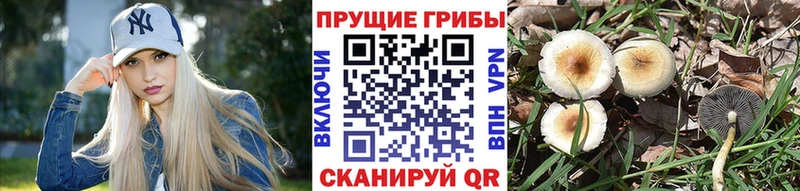 Псилоцибиновые грибы прущие грибы  Циолковский 